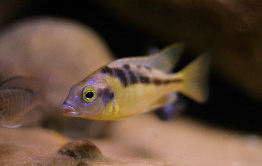 Mylochromis incola